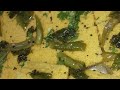Easy Dhokla recipe # tasty and instant