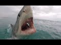 17 foot great white attacks swimmer  albert kogler