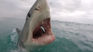 17 Foot Great White Attacks Swimmer - Albert Kogler by Sharks Happen 14,362 views 1 month ago 8 minutes, 13 seconds