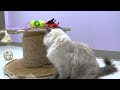 Adoptable Pet of the Week: Snowflake