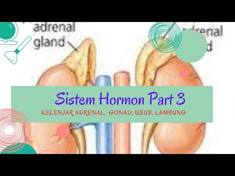 #sistemhormon #adrenalin #testosteron SISTEM HORMON PART 3 | KELENJAR ADRENAL, KELENJAR KELAMIN