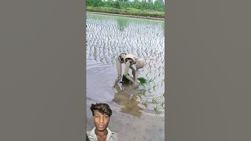 Immersive video of robots planting rice withoriginal soundtrack! -Robots in rural China
