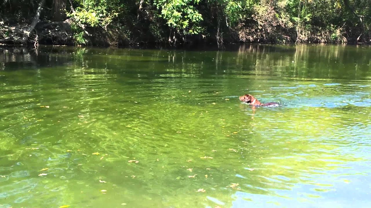 Swimming in onion creek. YouTube