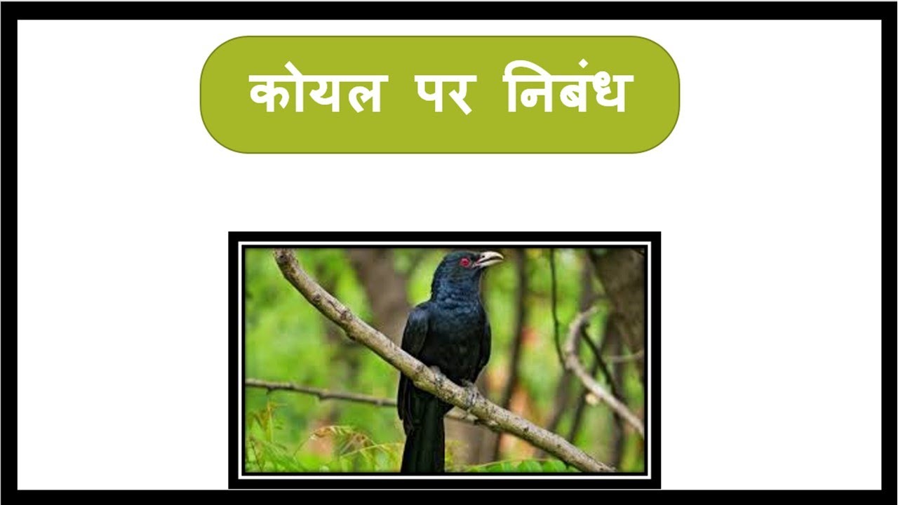 essay on cuckoo bird in hindi language