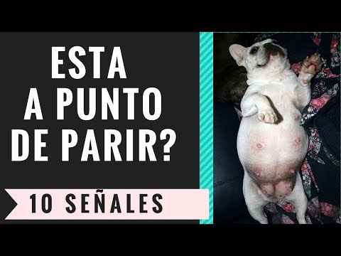 Vídeo: ¿Quién Es Una Perra Y Cómo Reconocer Su Verdadera "perra"?