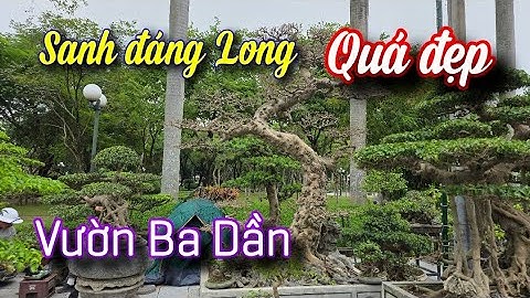 SH.11052. Sanh dáng Long và dàn cây đẹp vườn thương mại Ba Dần tại triển lãm Hà Nam 2025
