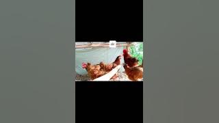Pengenalan Rhode island Red (RIR) AYAM PENELUR BAKATULIN | purebreed latarbelakang #ayampetelur