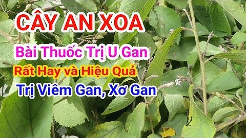 Bài Thuốc Trị U Gan Nhờ Cây An Xoa, Cách Dùng Cây An Xoa Chữa Gan
