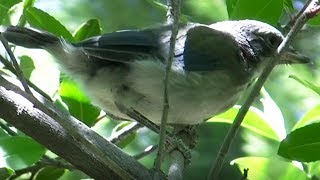 Scrubjay Family 2017 4K Nest Series Highlights 7 (Finale) V22206
