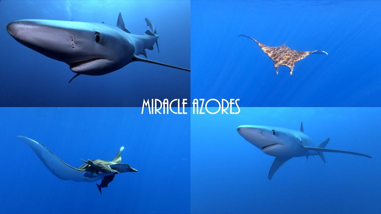 ⁣Miracle Azores
