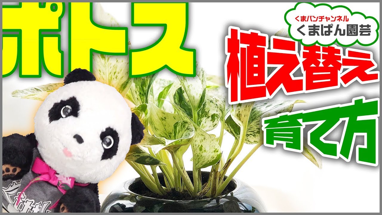 ポトスの植え替え 育て方 観葉植物 くまパン園芸 Youtube ポトスの植え替え 育て方 観葉植物 くまパン園芸 Youtube