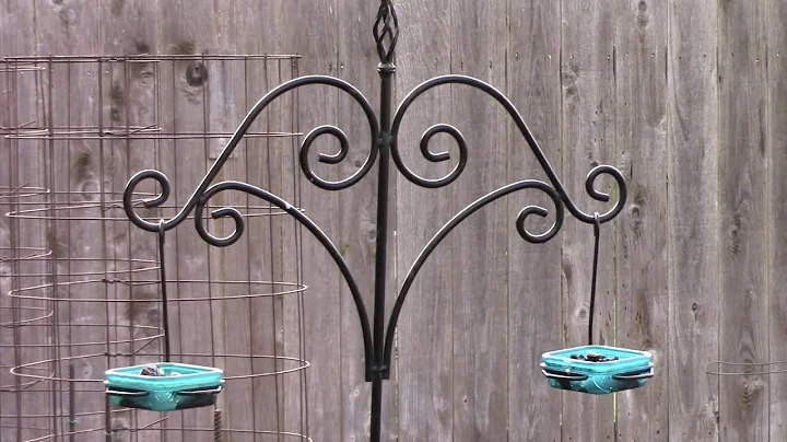How often should you change the jelly in oriole feeder? (2023)