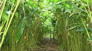 Cardamom plantation ||Cultivation ||Idukki || ഏലം കൃഷി ||Ammus Vlogs