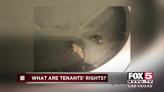 Woman cannot break lease after cockroaches found in her apartment