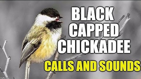 Black-capped Chickadee Calls