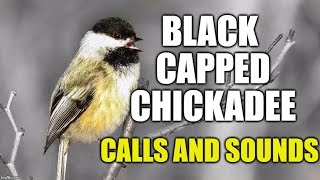 Blackcapped Chickadee Calls