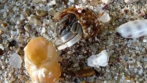 Small Hermit Crab Changing Shells! Incredible Footage from Sri Lanka!