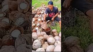 Coconut Harvesting And Cracking Impressive Technique