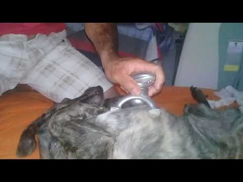 Fazendo massagem no cachorro Fazendo massagem no cachorro