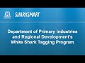 White Shark Tagging Program | Department of Primary Industries and Regional Development