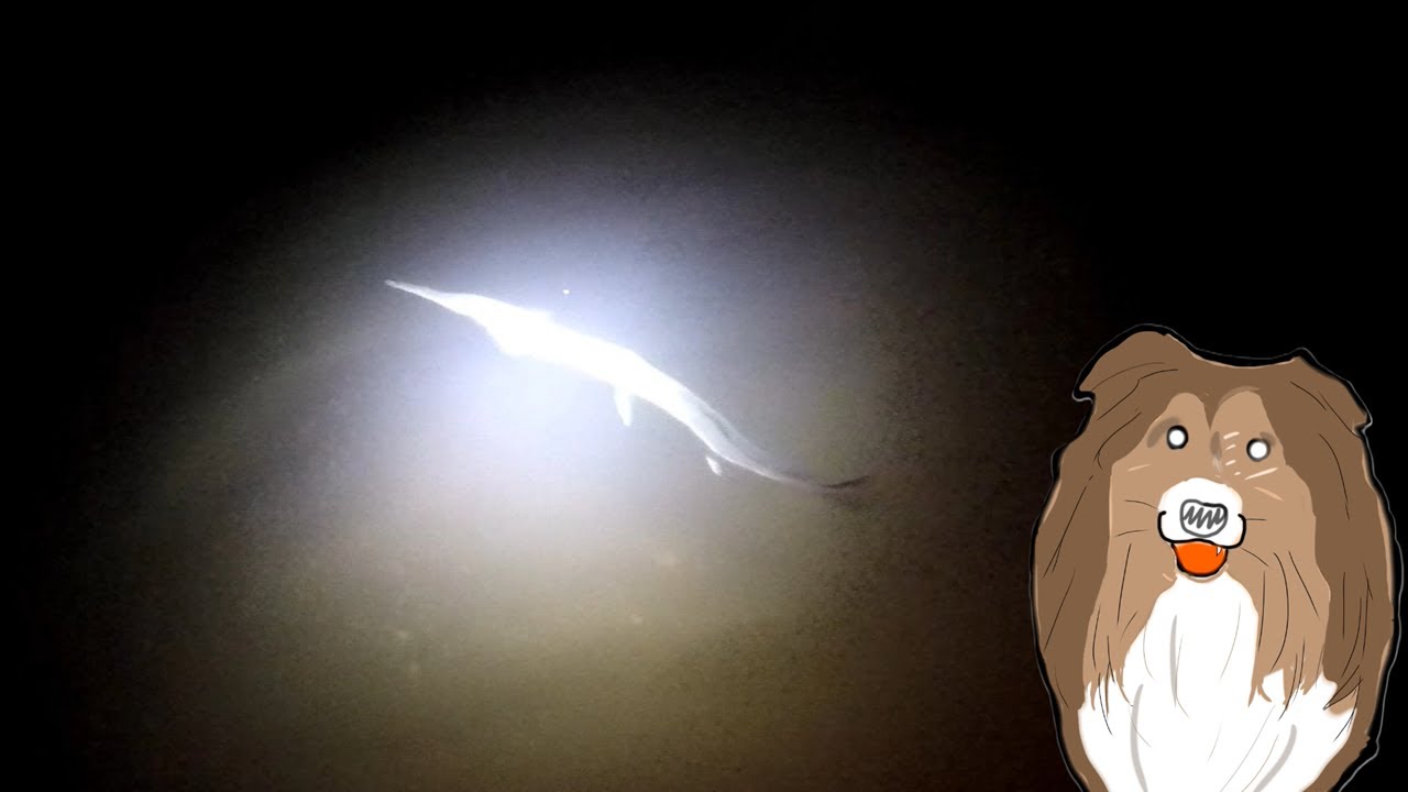 ダツに囲まれ、ニゴイと踊り、カヘルに行く手を阻まれる雨の夜。