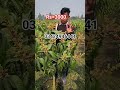 niche Utar short video #funny #viral #comedy # #trending#gardeningtools #fruit