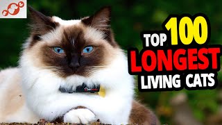 All Cats Lifespan  TOP 100 Longest Living Cat Breeds! #2