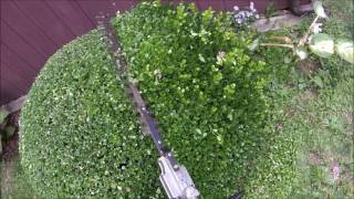 Boxwood 3minute trim with power shears