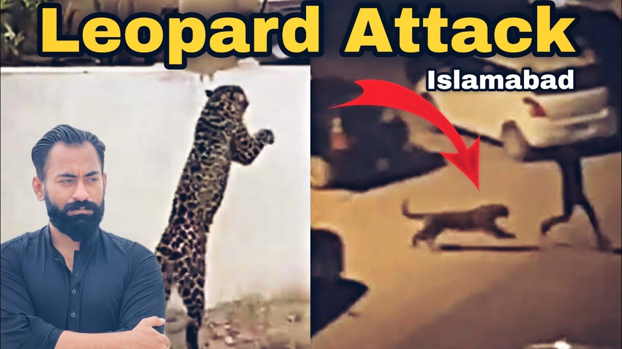 Leopard In Islamabad DHA Phase 2 || Leopard captured after six wild hours in Islamabad