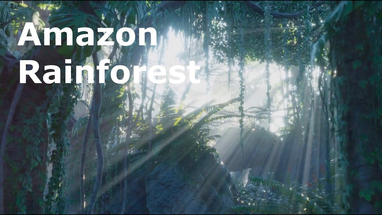 rainforest virtual tour