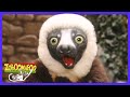 Zoboomafoo - ¿Puedes sentirlo? | TV Niños | WildBrain Casa de Juegos