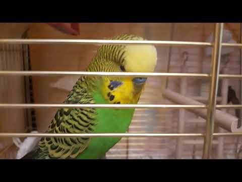 Video: Cum Se Identifică Un Papagal Mascul