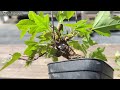 回し接ぎ１本いけてるっぽい【KED19】 #盆栽 #bonsai