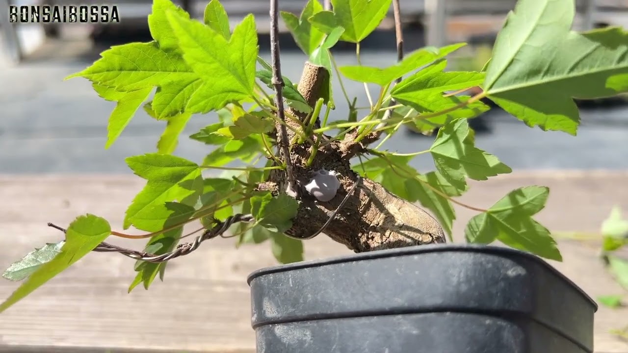 回し接ぎ１本いけてるっぽい【KED19】 #盆栽 #bonsai