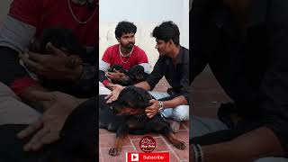 Rottweiler Puppies | Calm Rottwieller | dog for sale | low price dog tamil