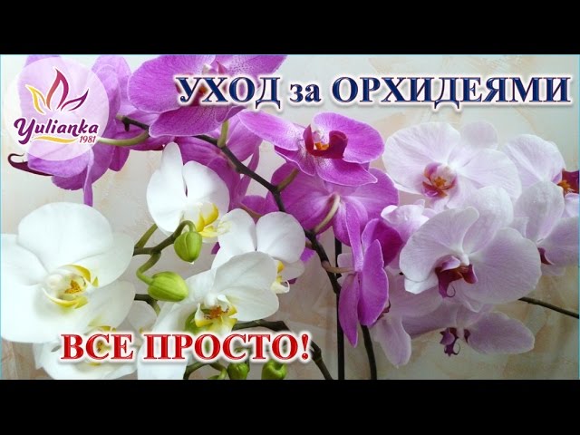 УХОД за ОРХИДЕЯМИ. ОСНОВНЫЕ МОМЕНТЫ / как это делаю Я