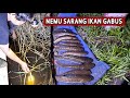 Tak Sengaja Menemukan Sarang Ikan Gabus Saat Mancing Malam Hari Pakai Teknik Tajur/Taut