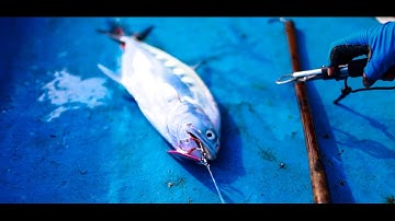 Câu Cá Côn Đảo 2017 - Cá Khủng ... khiếp