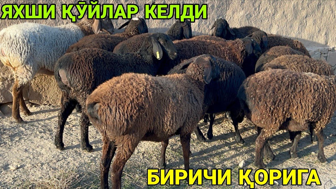 СОТИЛГАН👍👍👍👍ЗӮРИНИ БОҚИНГ. ЧИРОҚЧИ МОЛ БОЗОРИ НАРХИДА
