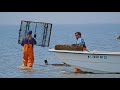 The oyster farmers trailer