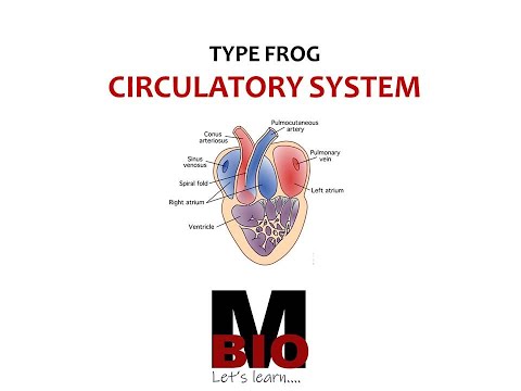 TYPE FROG- CIRCULATORY SYSTEM | PORTAL SYSTEM