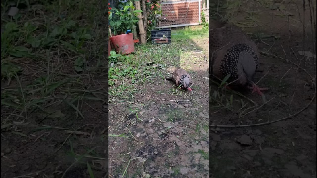 Ngày (4/3)2026 em lên con Malay tơ  cho ae xem giá 2tr ae nào thích LH em 0387333300