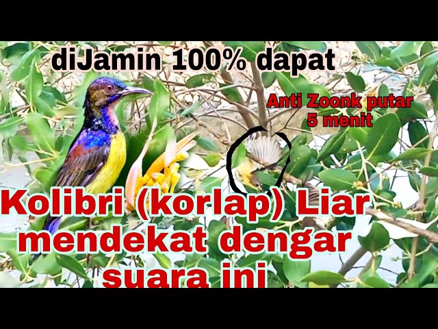 AMPUH SEKALi|Suara Pikat Burung Kolibri Kelapa/Kolibri Manggar Anti Zonk!! @ObonChannel class=