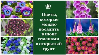 ❀ Цветы, которые можно посадить в июне семенами в открытый грунт