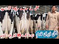 Bhatti dairy farm  imported cows  friesian cows  31 may 2024