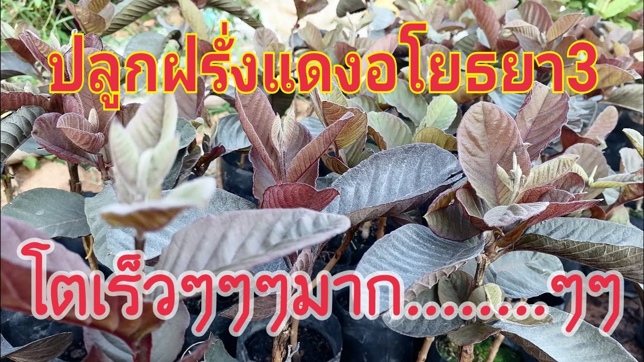 ปลูกฝรั่งแดงอโยธยา3 ต้นเสียบยอด