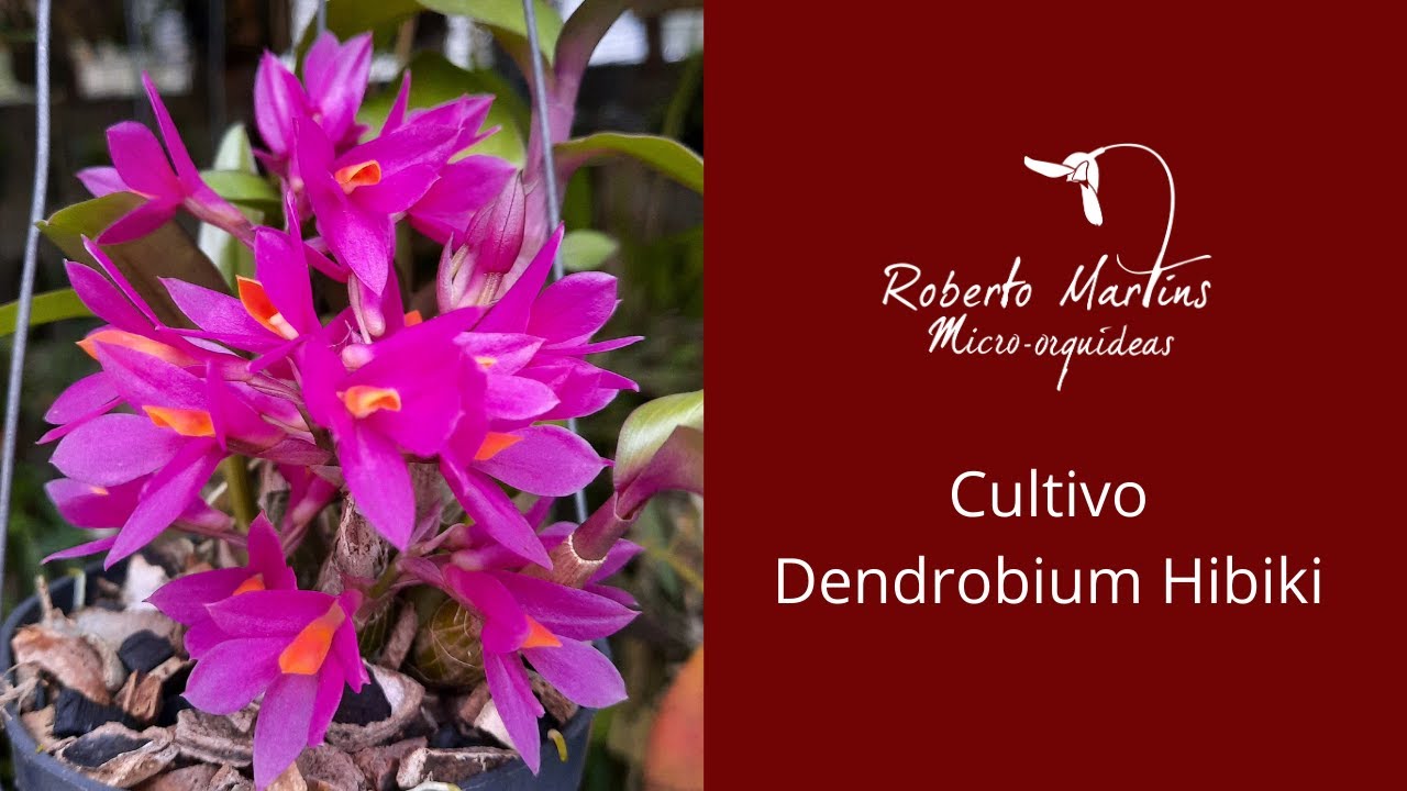 Cultivo Dendrobium Hibiki
