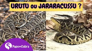 Urutu Cruzeiro X Jararacuçu: como distinguir ? | Papo de Cobra