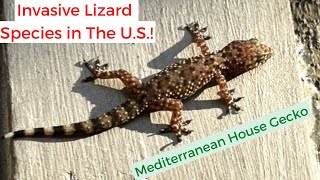 INVASIVE Lizard in The U.S: MEDITERRANEAN House GECKO
