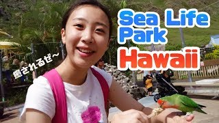 【可愛すぎるバードエリア！】シーライフパークハワイ｜SEA LIFE PARK HAWAII 2019 |
